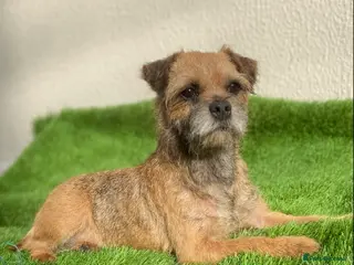 Border Terrier dogs Border terrier pups - Advert 5