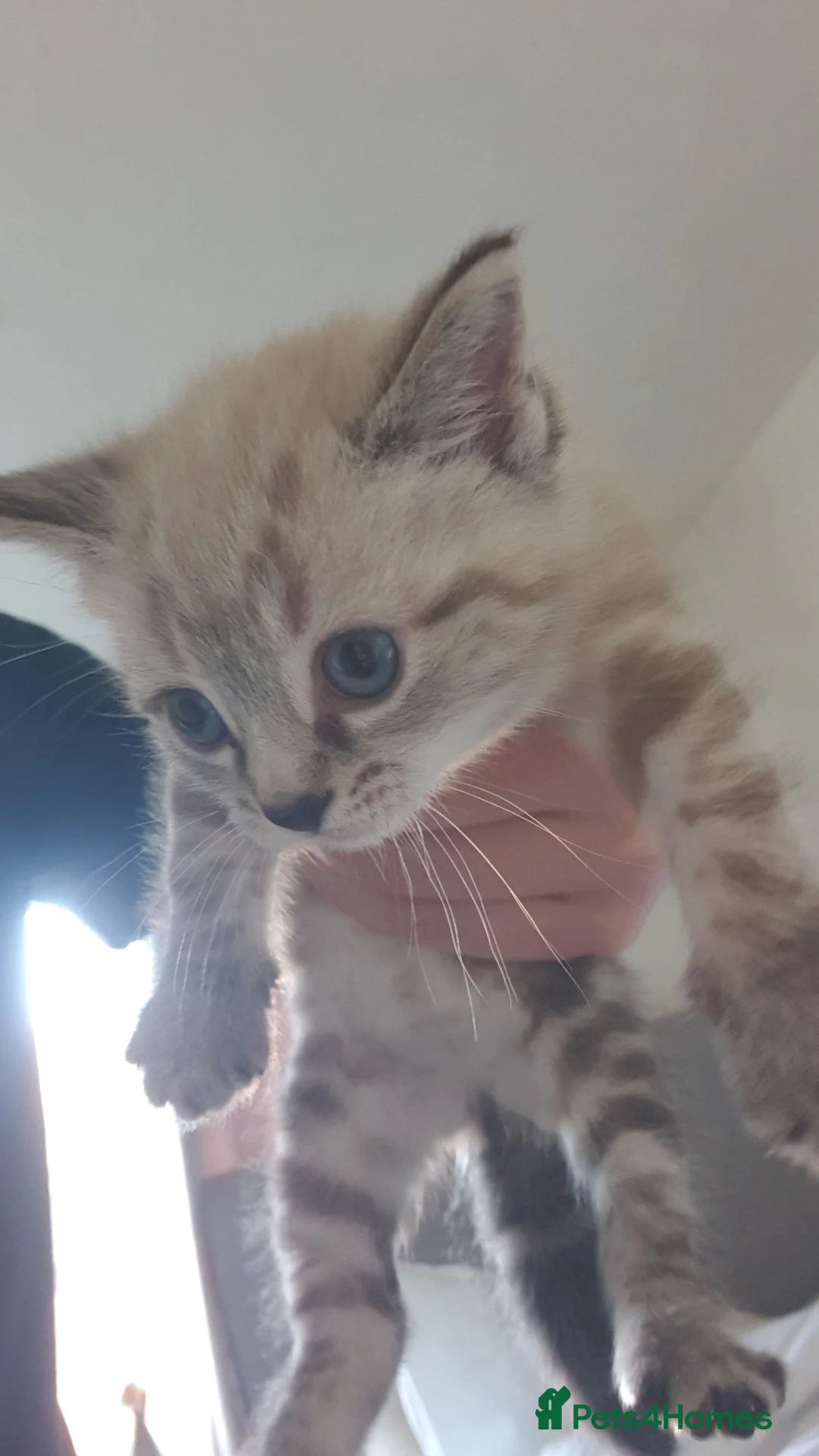 Ragdoll cats for sale: White and grey striped fluffy ragdoll - Advert 3