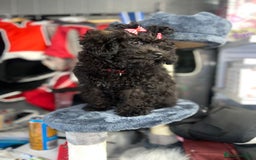 Mixed Breed dogs for sale: Asian toy poodle black boy  - Image 8