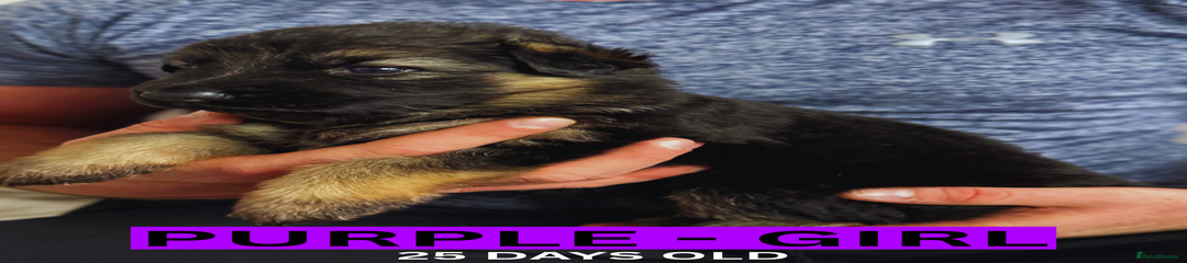 Purple Girl
