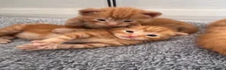 Mixed Breed cats for sale: Ready 10/08 kittens - Advert 2