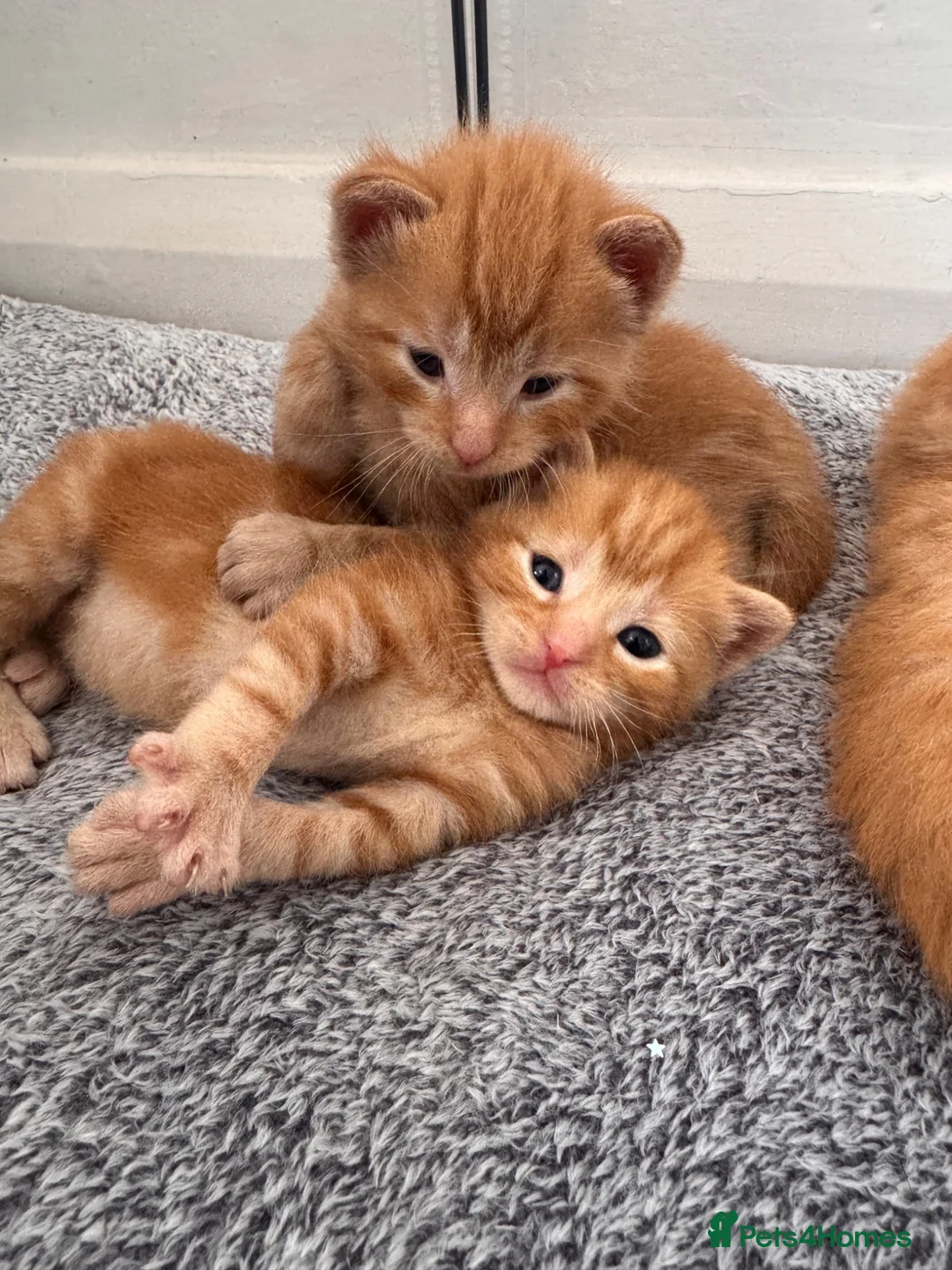 Mixed Breed cats for sale: Ready 10/08 kittens - Advert 2