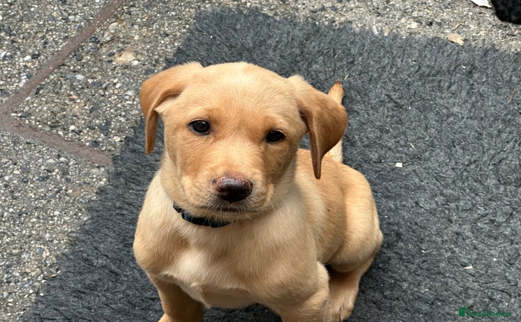 Labrador Retriever dogs - Advert 4