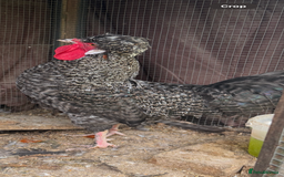 Chickens poultry for sale: Polish bantam cockerels  - Image 4