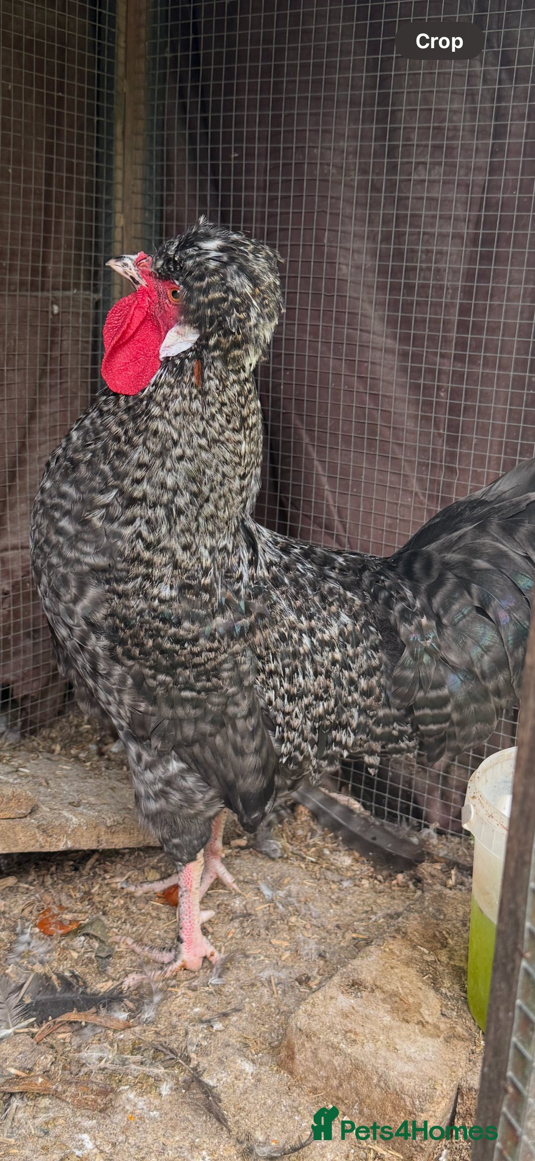 Chickens poultry for sale: Polish bantam cockerels  - Image 4