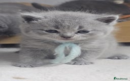 British Shorthair cats for sale: High Quality British Short Haired Kittens - Image 12