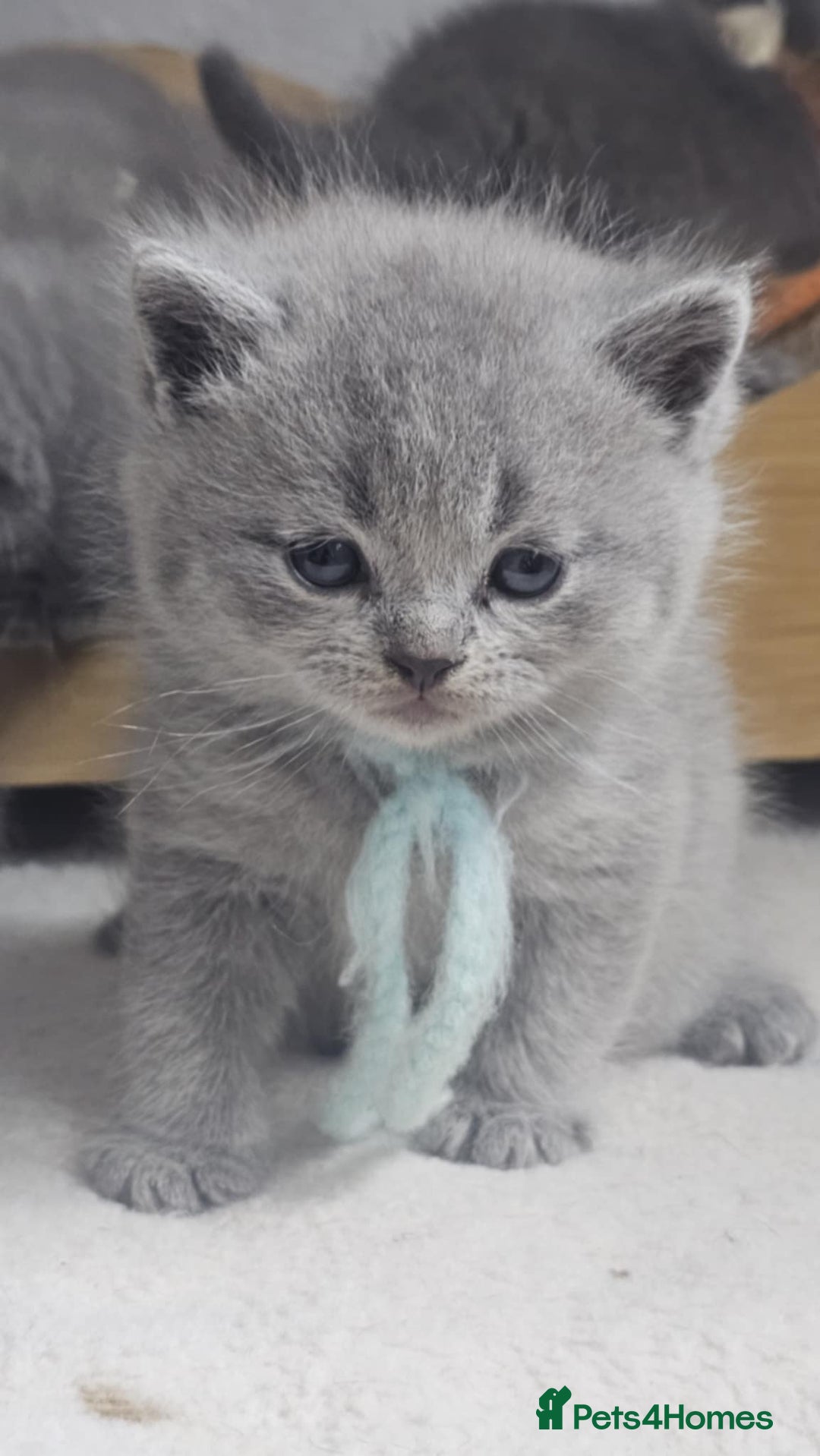 British Shorthair cats for sale: High Quality British Short Haired Kittens - Image 12