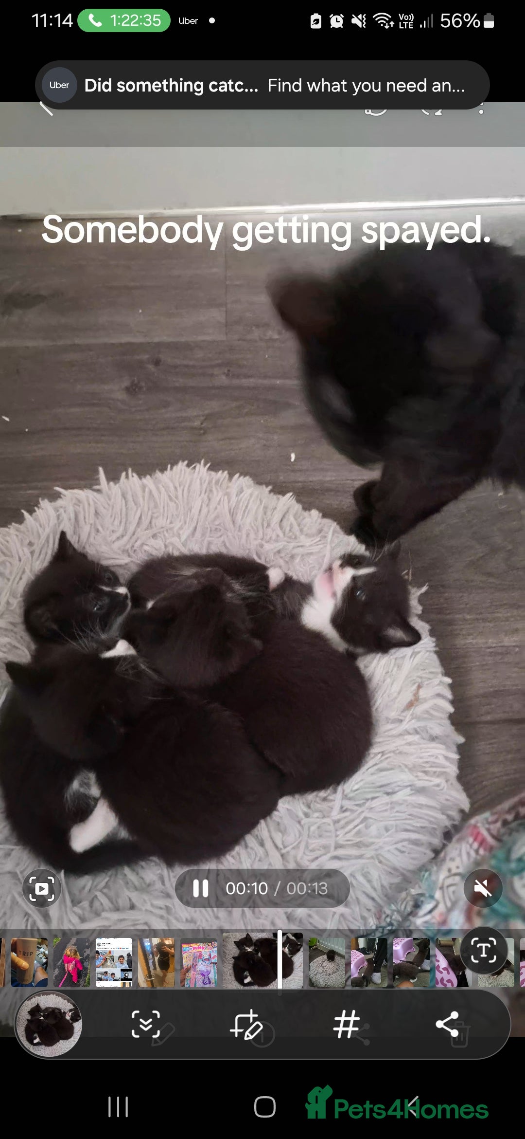 Mixed Breed cats for sale: 3 adorable black and white girls for sale. - Image 9