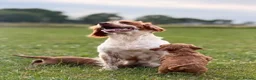 Cockapoo dogs for sale: Stunning F1 cockapoo puppies - Advert 6