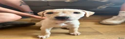 Lurcher dogs for sale: Lurcher pups  - Advert 2