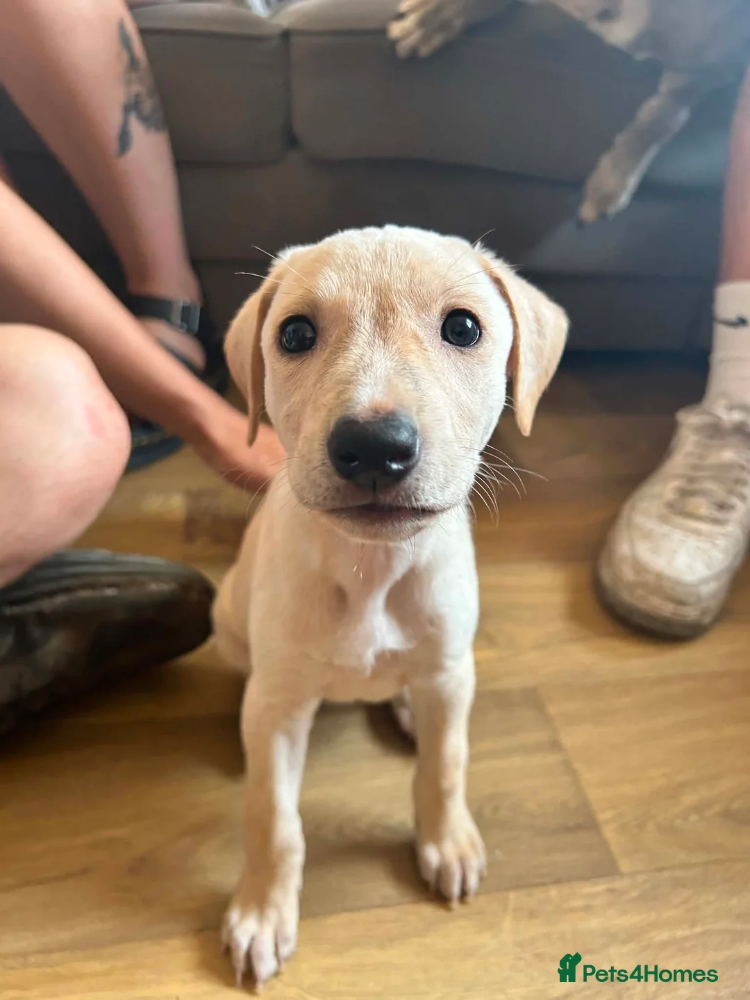 Lurcher dogs for sale: Lurcher pups  - Advert 2