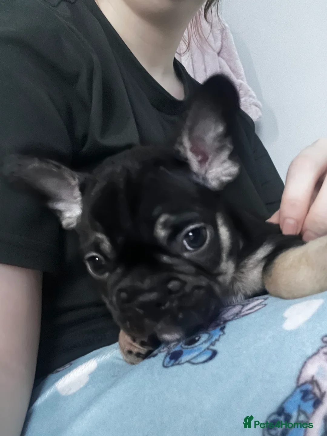 French Bulldog dogs for sale: 12 week old French bulldog male - Advert 6