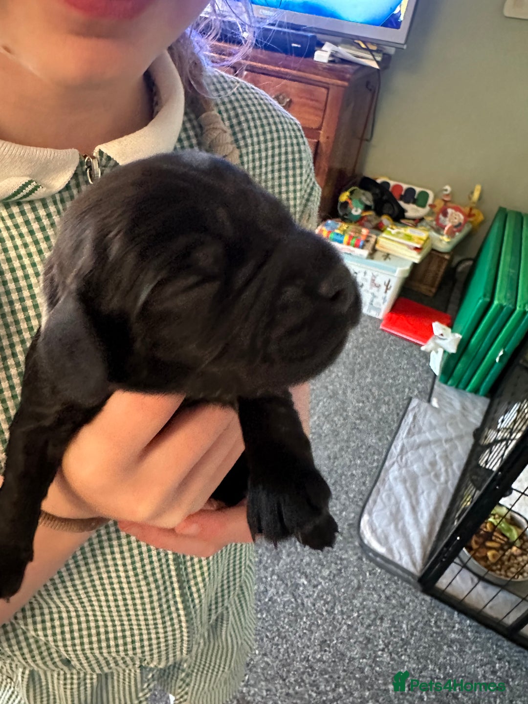 Cocker Spaniel dogs for sale: Beautiful Cocker Spaniel Puppies - Image 22