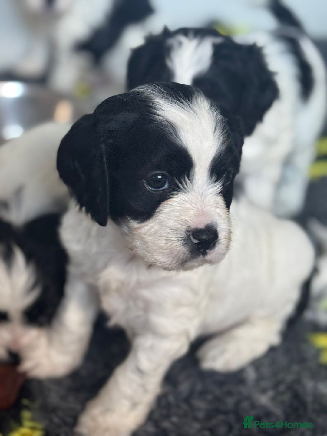 Cavapoo dogs for sale: Beautiful Parti ( black and white ) cavapoos  - Advert 3