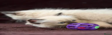 Ragdoll Kitten 3