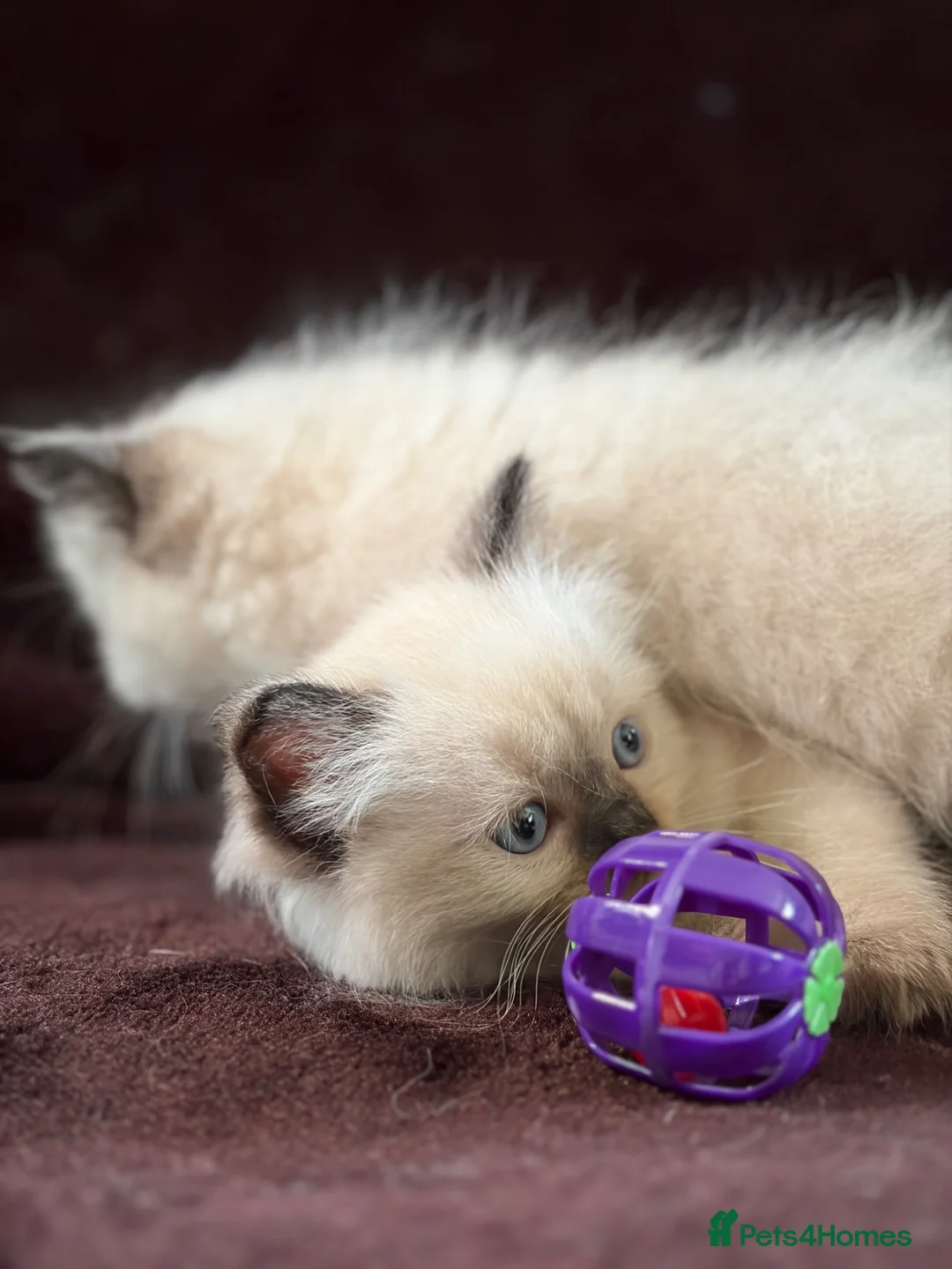 Ragdoll cats for sale: Beautiful Seal Point Kittens - Advert 14