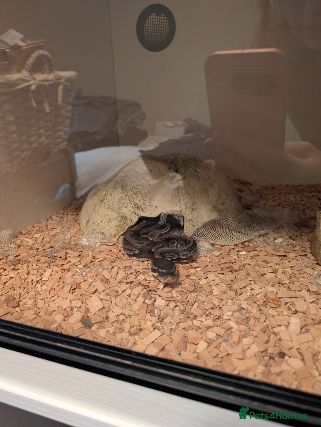 Python Snake reptiles for sale: Royal Python for sale - Image 4