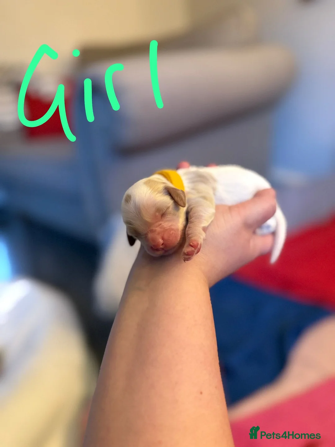 Mixed Breed dogs for sale: Beautiful cocker spaniel & Cavapoo puppies  in Bingley - Advert 10