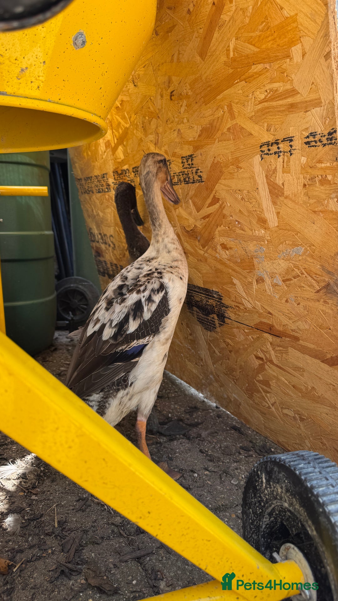 Ducks poultry for sale: Indian Runner Ducks x3 - Image 4