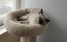 Ragdoll cats for sale: Pedigree Ragdoll Kittens  - Image 1