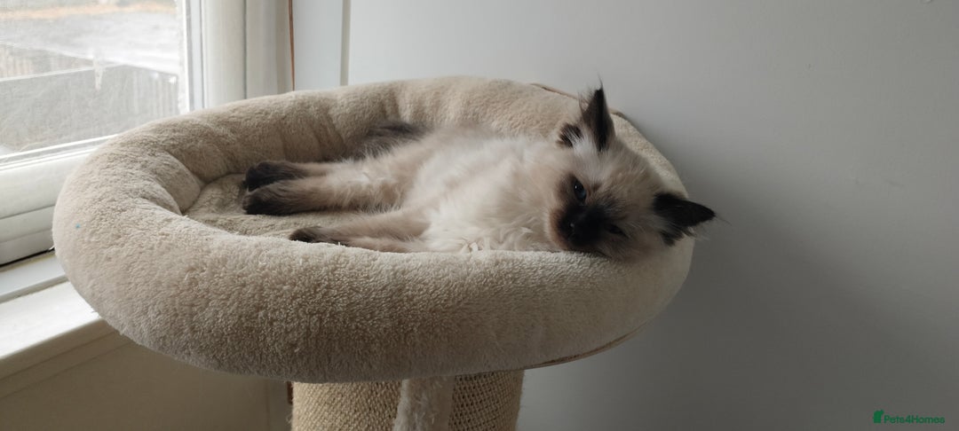 Ragdoll cats for sale: Pedigree Ragdoll Kittens  - Image 1