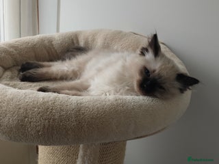 Ragdoll cats - Advert 14