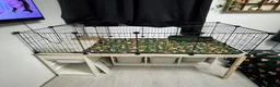 Guinea Pig rodents for sale: Rehoming 2 male guinea pigs in Northwich - Advert 4
