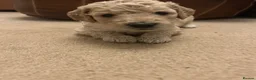 Labradoodle dogs for sale: Rare multi generational labradoodle Puppies - Advert 17