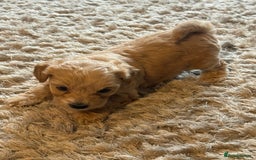 Maltipoo dogs for sale: Real life teddy bear f1 Maltipoos ❤️💥 - Image 33