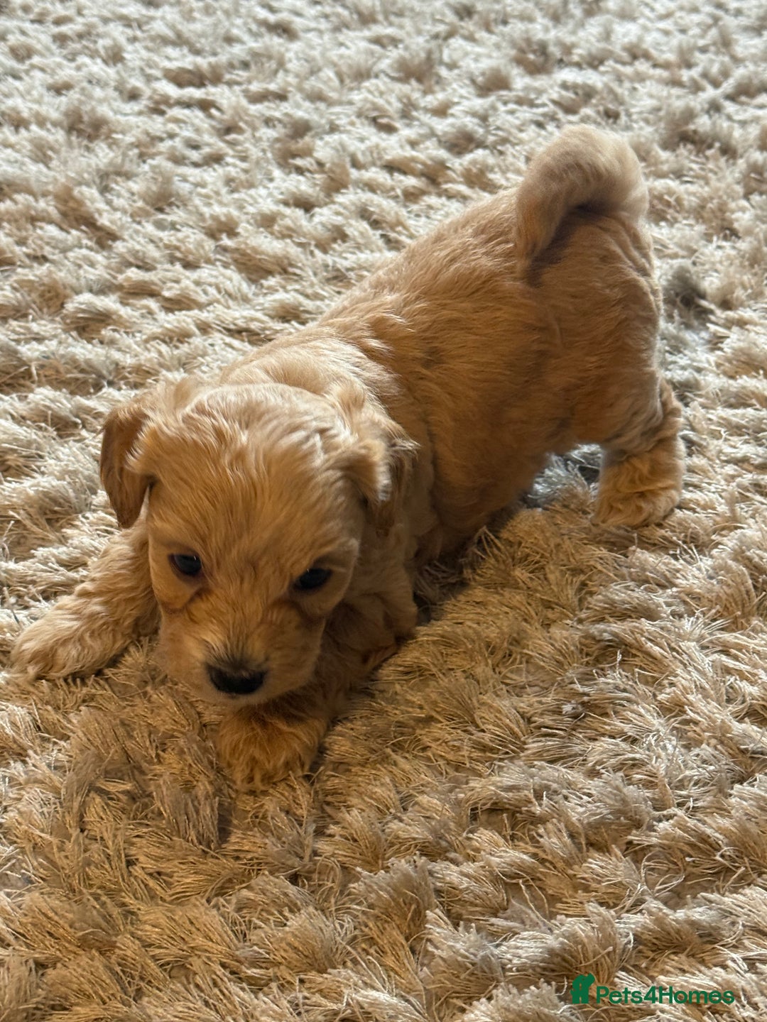 Maltipoo dogs for sale: Real life teddy bear f1 Maltipoos ❤️💥 - Image 33