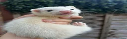 Ferret rodents for sale: Silver & Sable Kits Available Now  - Advert 8