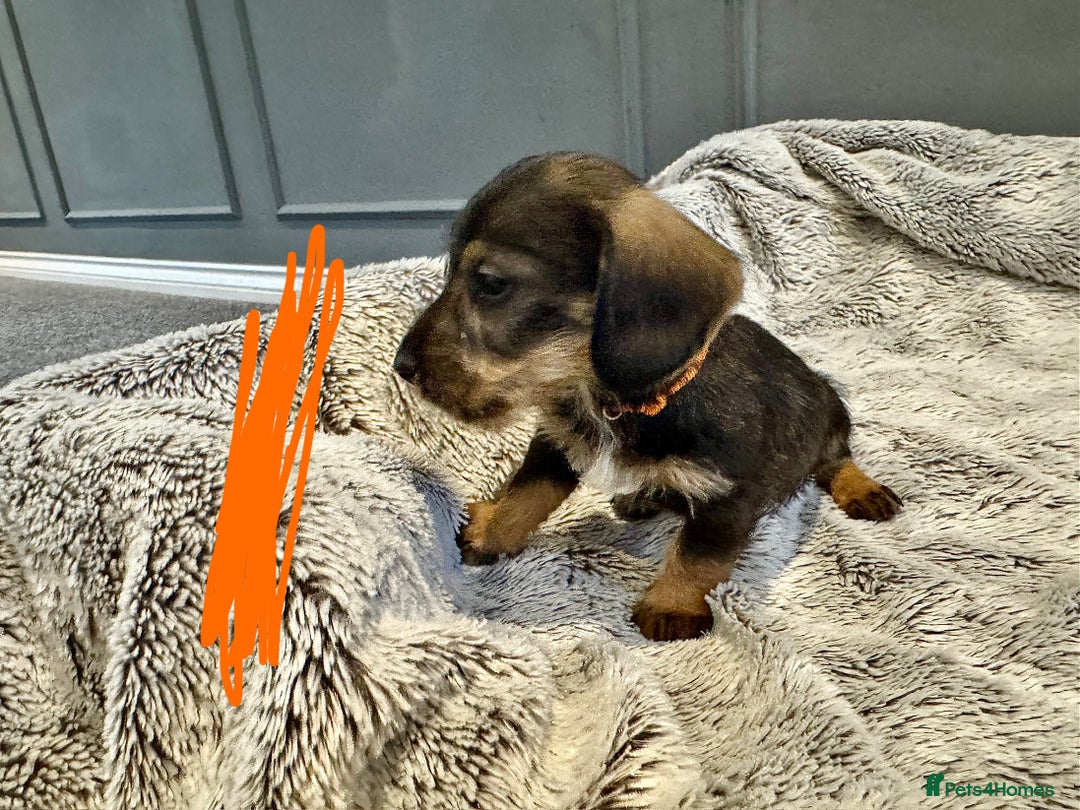 Dachshund dogs for sale: wirehaired dachshunds (teckels) - Image 3