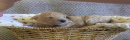 Poochon dogs for sale: F1 Poochon Puppies - Advert 18