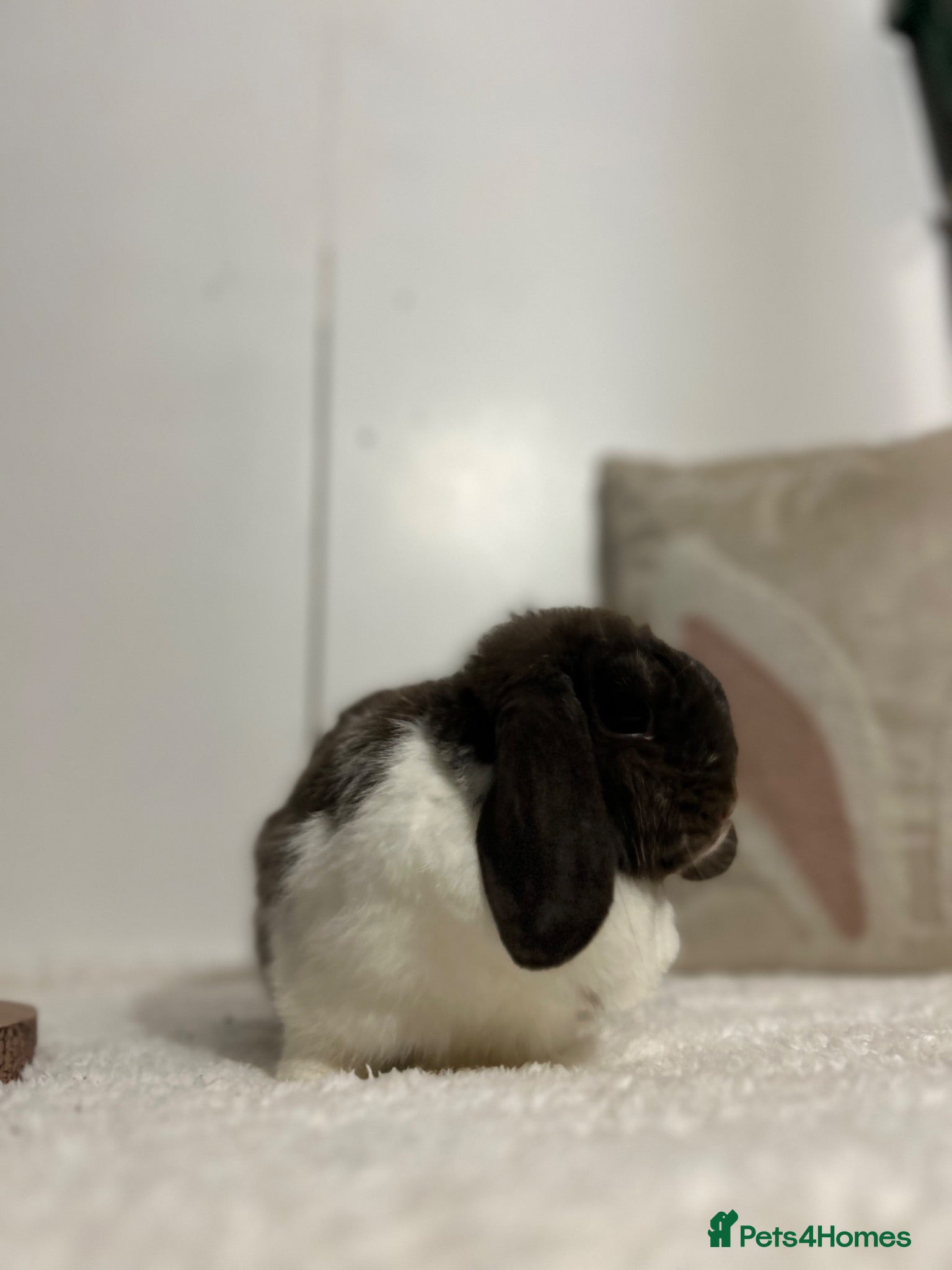 Mini Lop rabbits Purebred minilops ready to leave - Advert 1