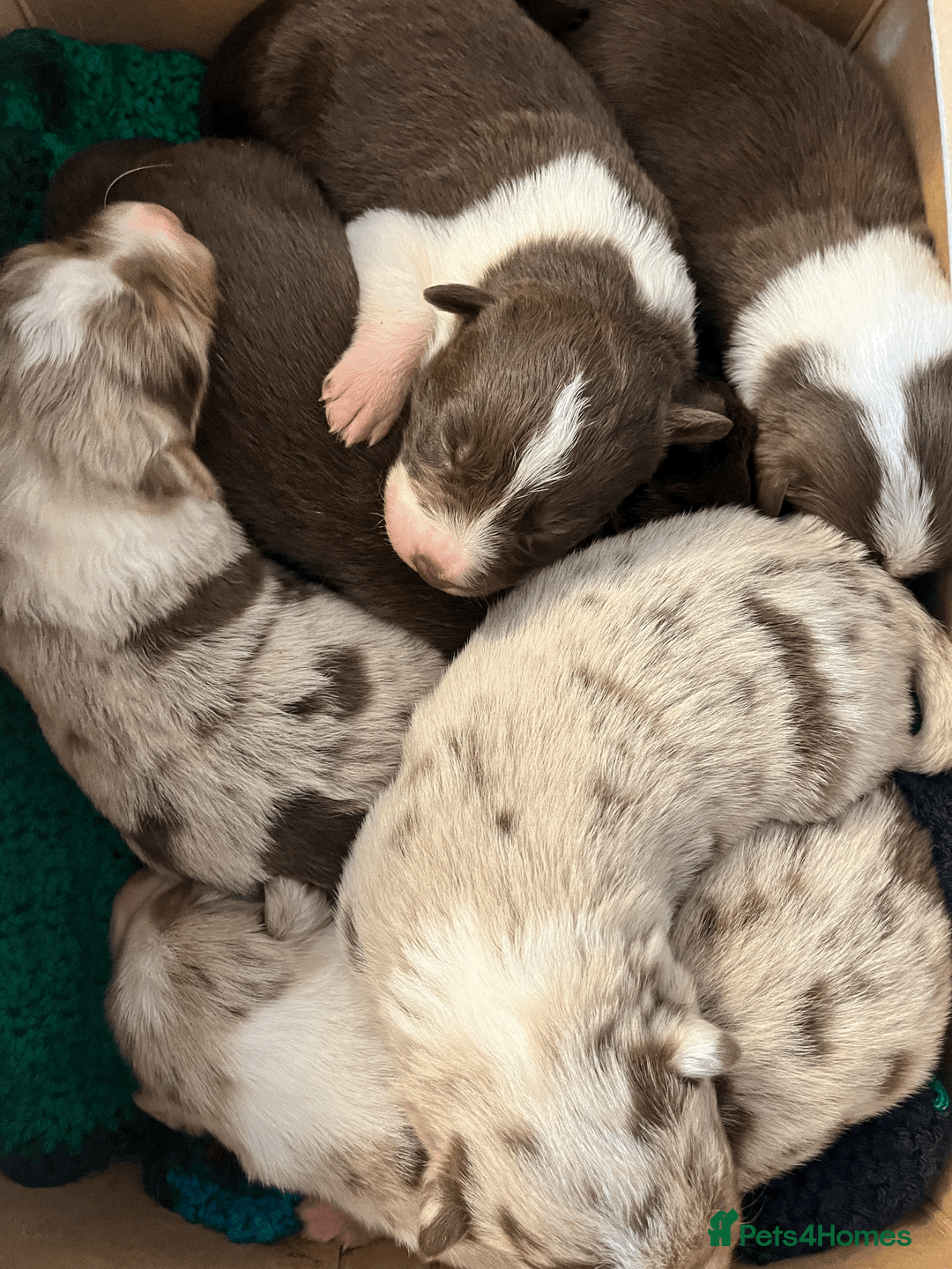 Border Collie dogs for sale: ISDS/KC Border Collie puppies for sale  in Saint Austell - Advert 1