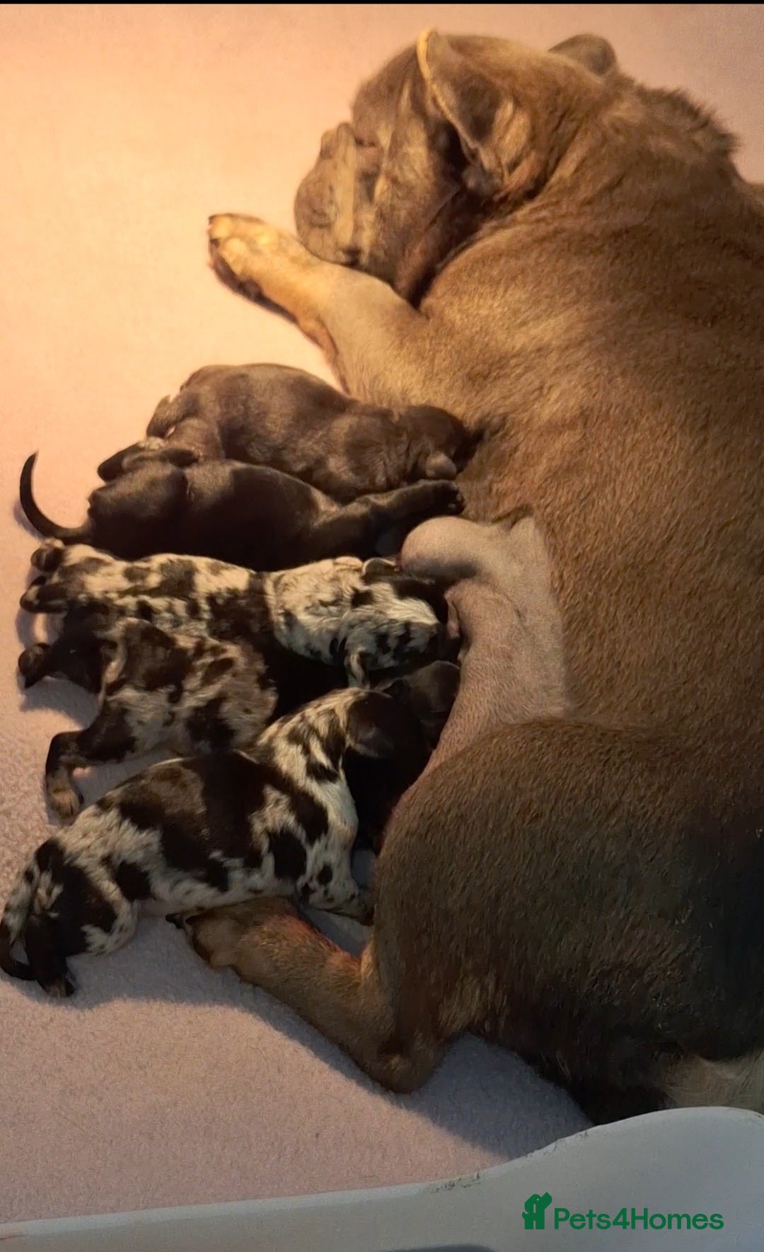 French Bulldog dogs for sale: French Bulldog Froodle Puppies  - Image 31