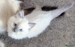 Ragdoll cats for sale: Colour point kittens - Image 2