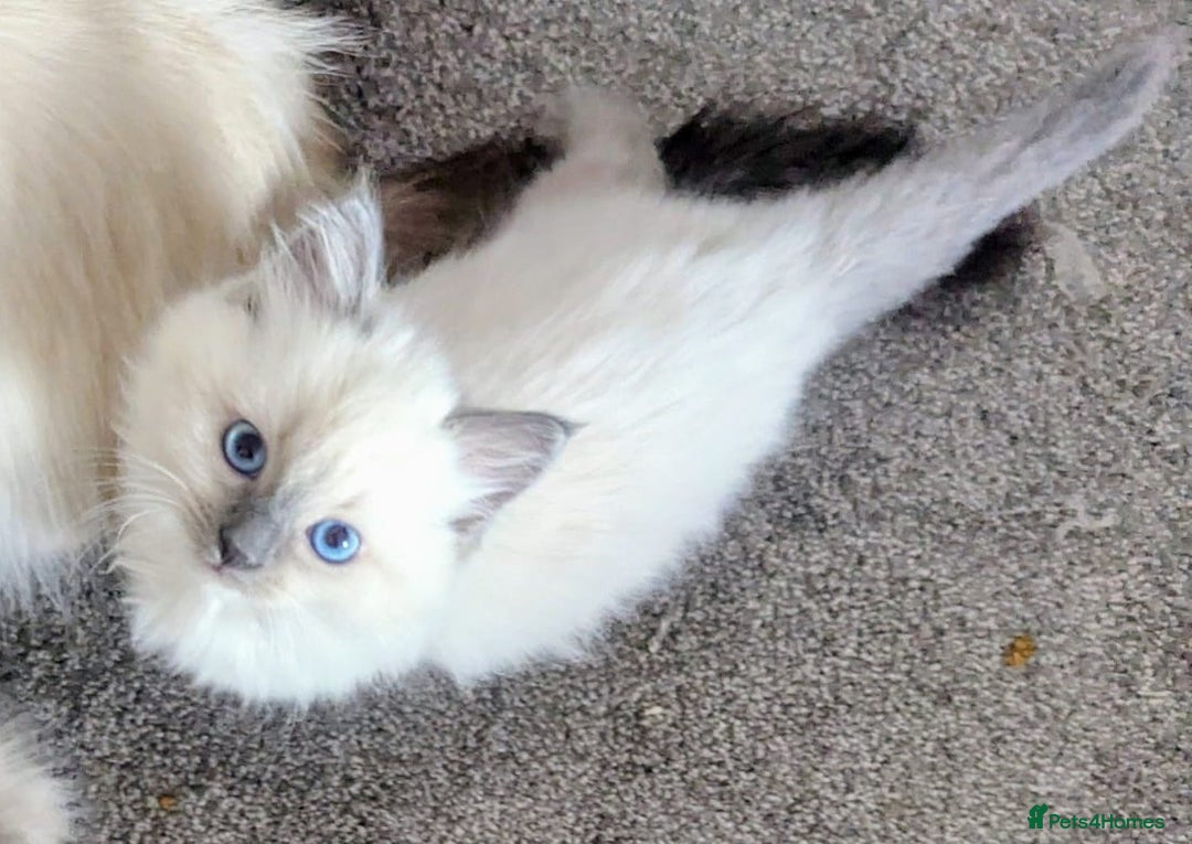 Ragdoll cats for sale: Colour point kittens - Image 2