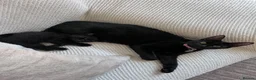 Domestic Shorthair cats for sale: Beautiful Kittens Looking For Forever Home in Saffron Walden - Advert 1