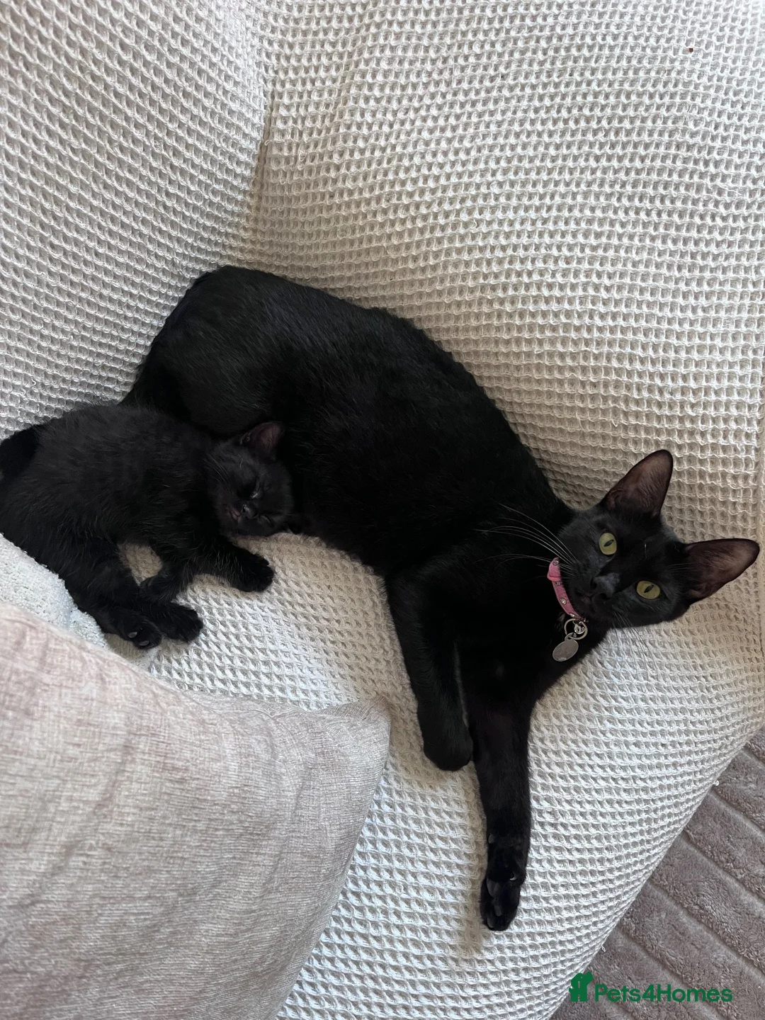 Domestic Shorthair cats for sale: Beautiful Kittens Looking For Forever Home in Saffron Walden - Advert 1