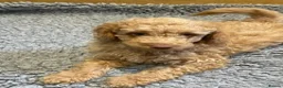Labradoodle dogs for sale: F3 miniature labradoodle puppies reduced - Advert 2