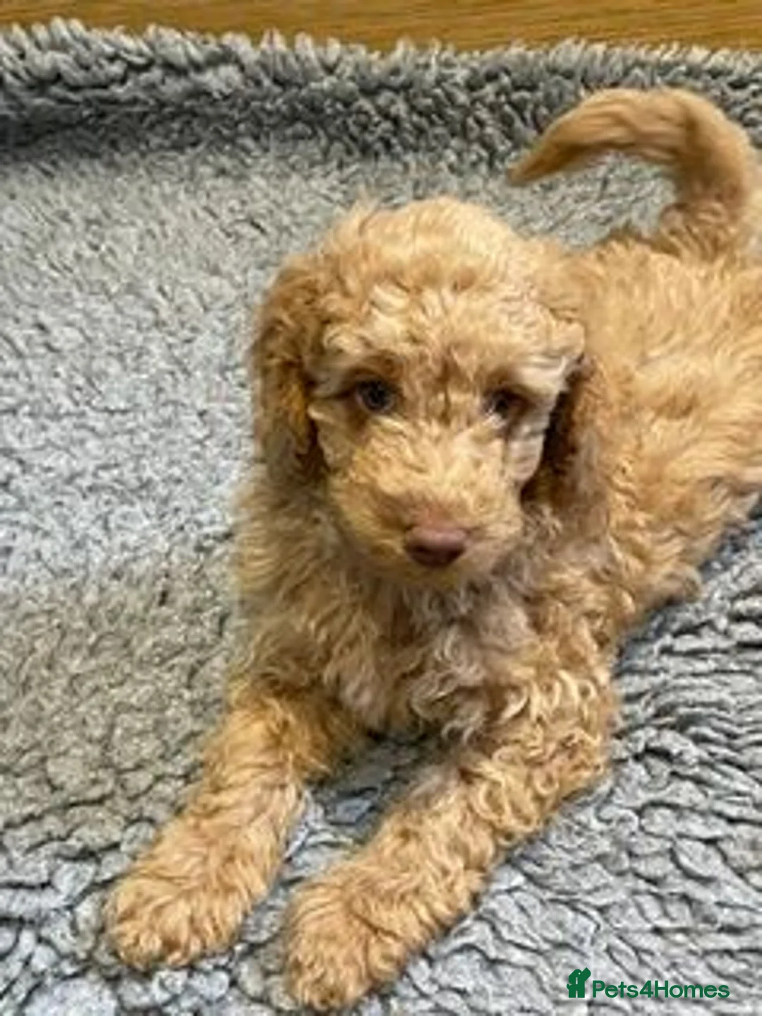 Labradoodle dogs for sale: F3 miniature labradoodle puppies reduced - Advert 2