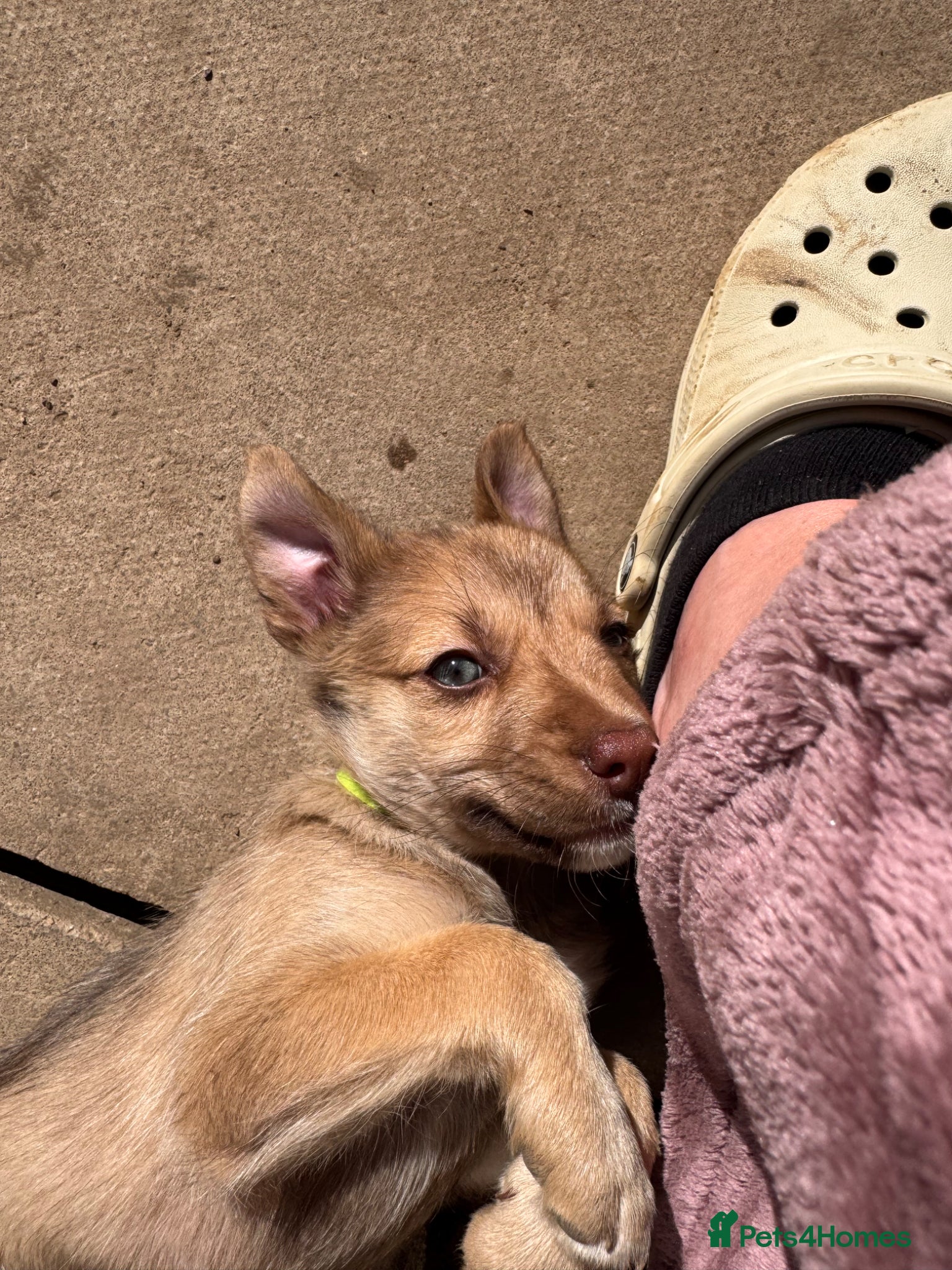 Jack Chi dogs 9 week old Jack Russell cross chihuahua - Advert 1