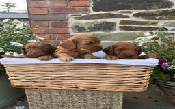Cockapoo dogs for sale: Beautiful Toy F1 Cockapoo Puppies for sale - Image 15