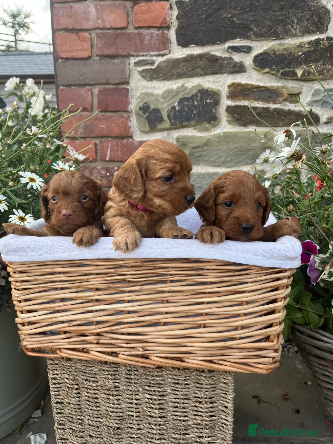 Cockapoo dogs for sale: Beautiful Toy F1 Cockapoo Puppies for sale - Image 15