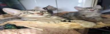 Bengal 2