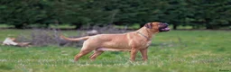 Bullmastiff dogs for sale: Stunning KC Registered Bullmastiff Puppies - Advert 6
