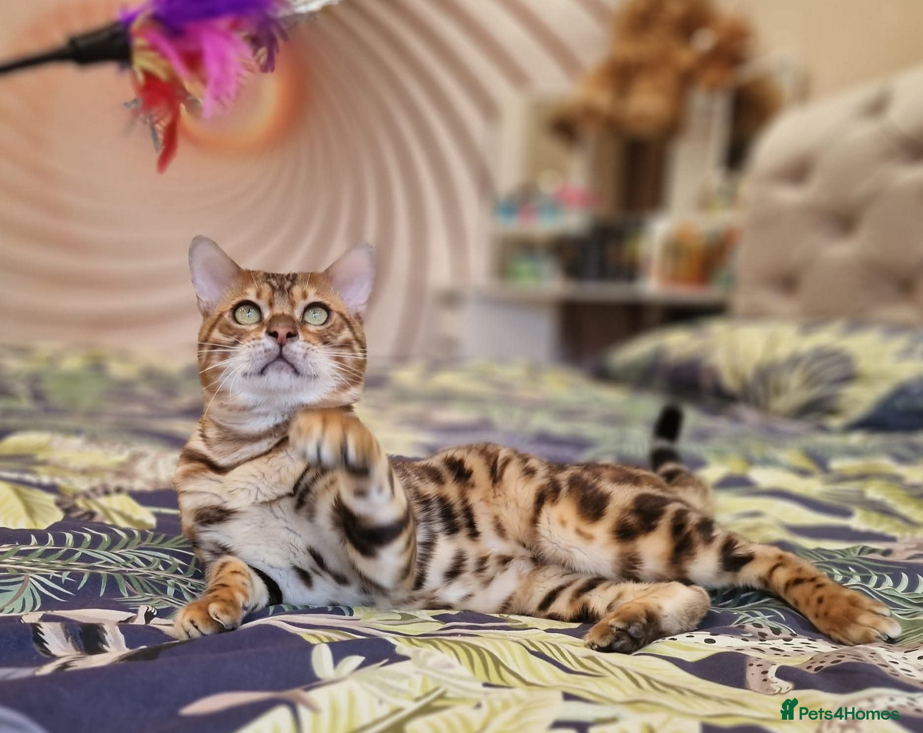 Bengal cats Bengal cat for stud, Calvin. - Advert 2