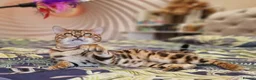 Bengal cats for stud: Bengal cat for stud, Calvin. - Advert 5