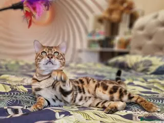 Bengal cats Bengal cat for stud, Calvin. - Advert 2